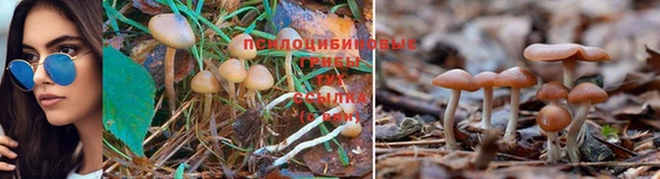 индика Армянск